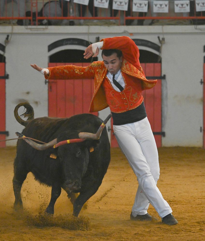 Torero landais en tenue blanche pendant une course landaise