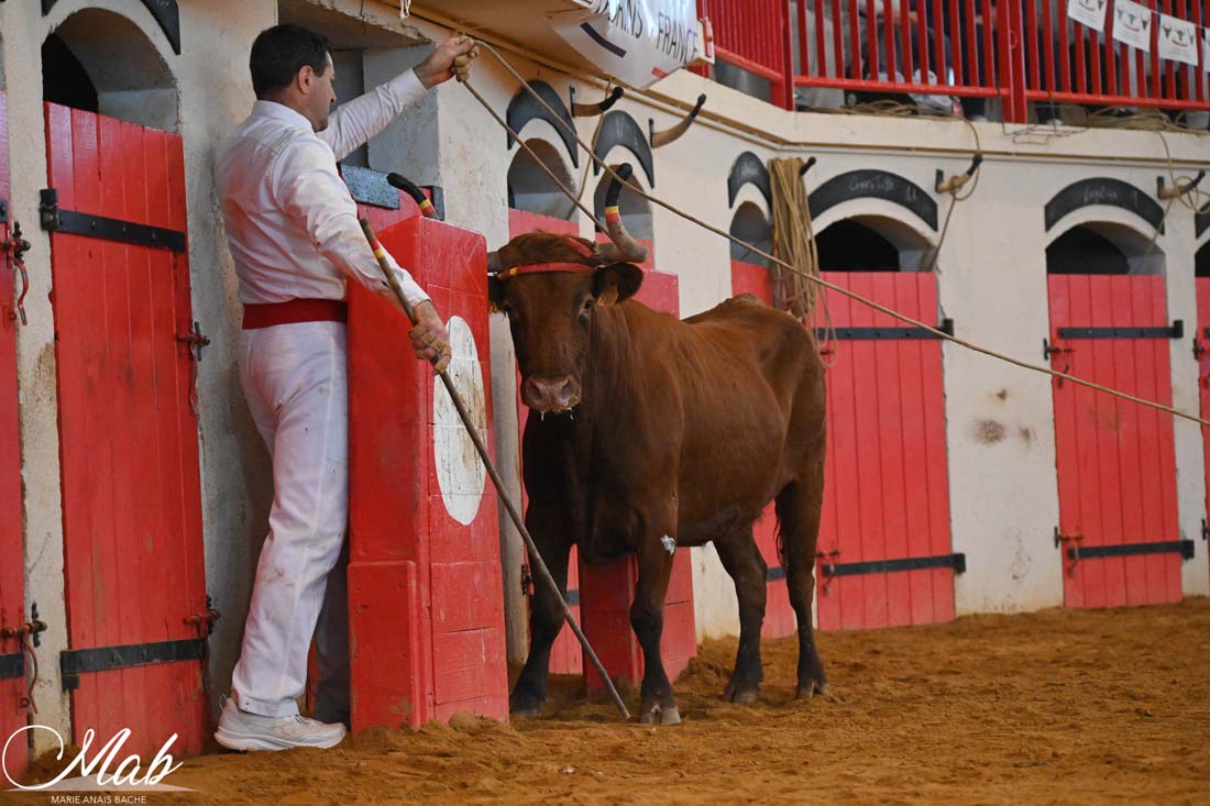 Entraîneur en blanc pendant une course landaise