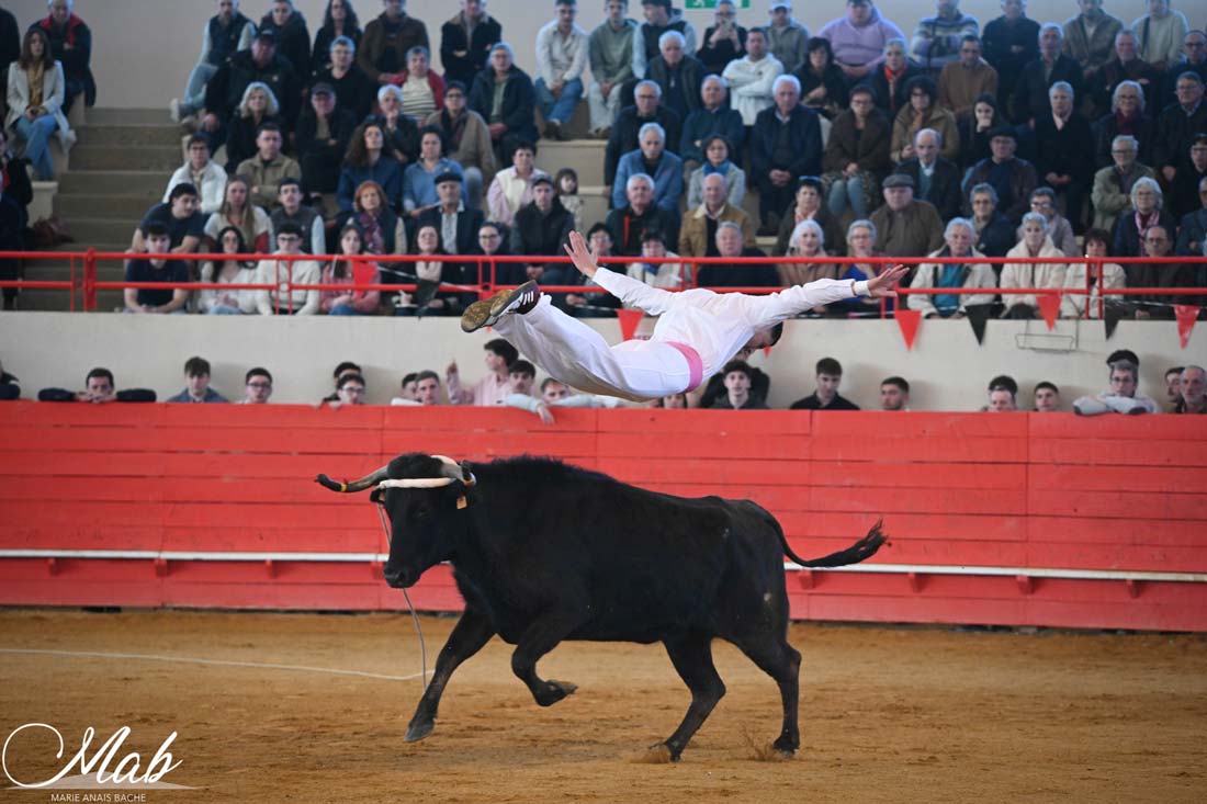 Sauteur landais passant au-dessus d’une vache coursière